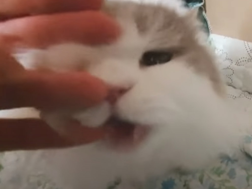 ふわふわアタック…！ 猫さんの無害な攻撃に世界がほっこり