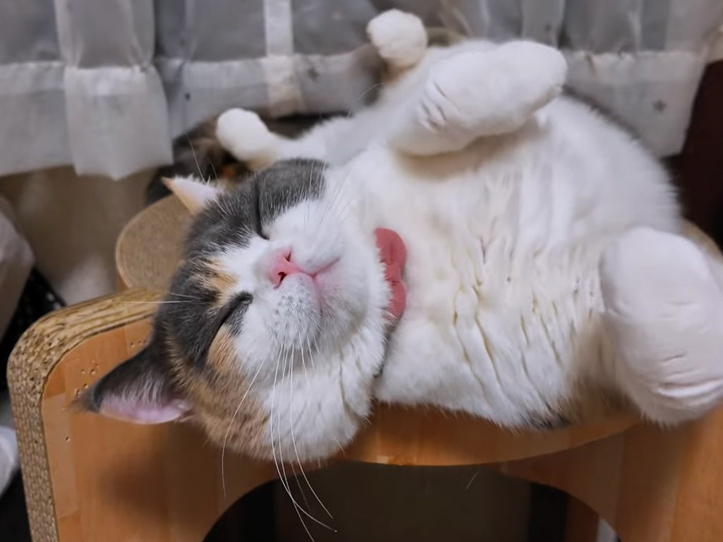 爪研ぎの上で仰向け爆睡…なのに格闘ポーズ？ 猫さんの寝姿が面白すぎる