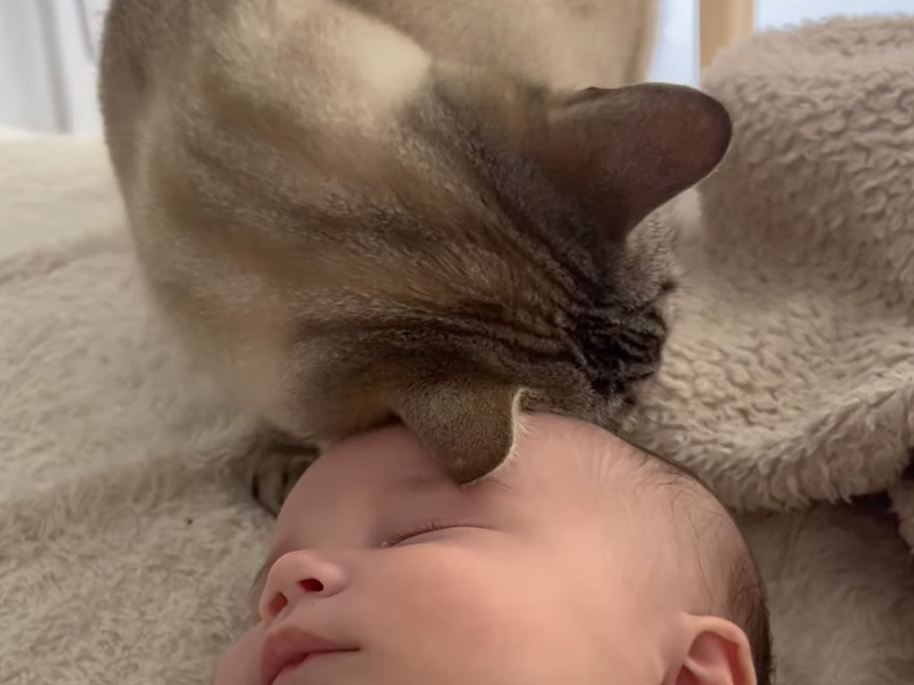 赤ちゃんをそっと見守る猫さん… 愛情を伝えるしぐさが尊すぎると大反響