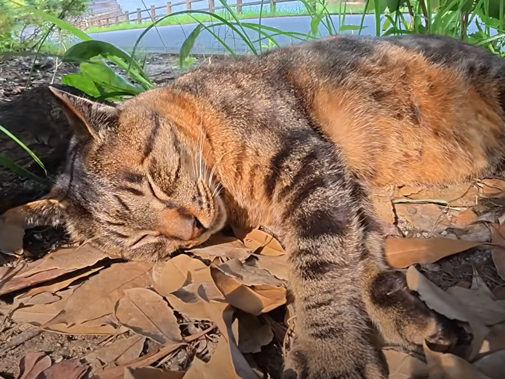 一緒に寝ていたはずの友達がいない！ 寝起きに寂しそうな顔をするキジトラ猫さん