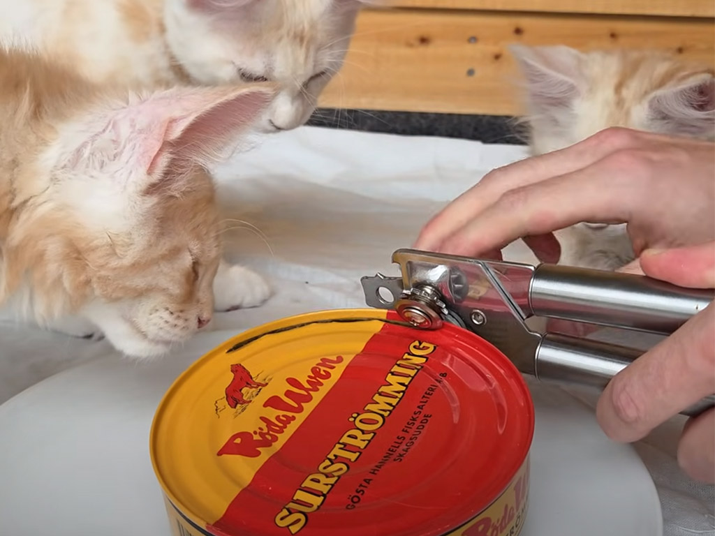 世界一臭い食べ物「シュールストレミング」に挑む子猫たち、みんな逃げ出すかと思ったら…