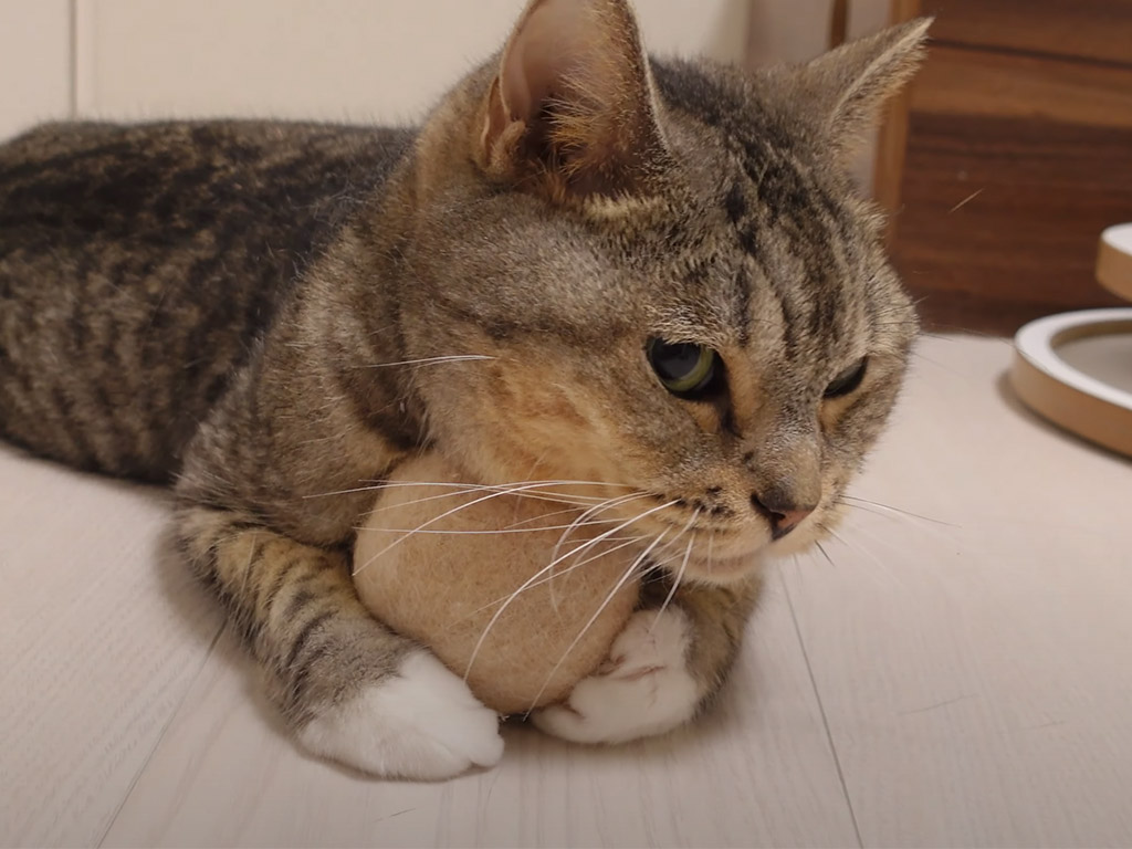 姉猫の毛でできた毛玉ボールだ！ 大好きな匂いにうっとりする猫さん