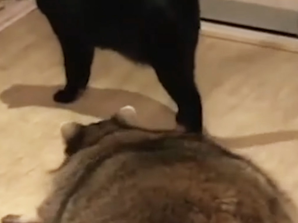 アライグマが床にぺたんとなって忍び寄る… 黒猫さんへのアプローチが下手すぎるよ！