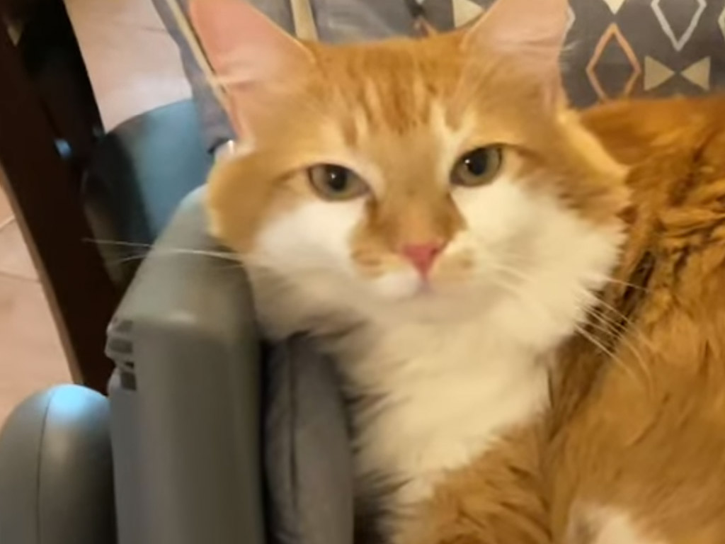 赤ちゃんものは全部使ってみたい猫さん、イスとおもちゃも借りちゃうよ！