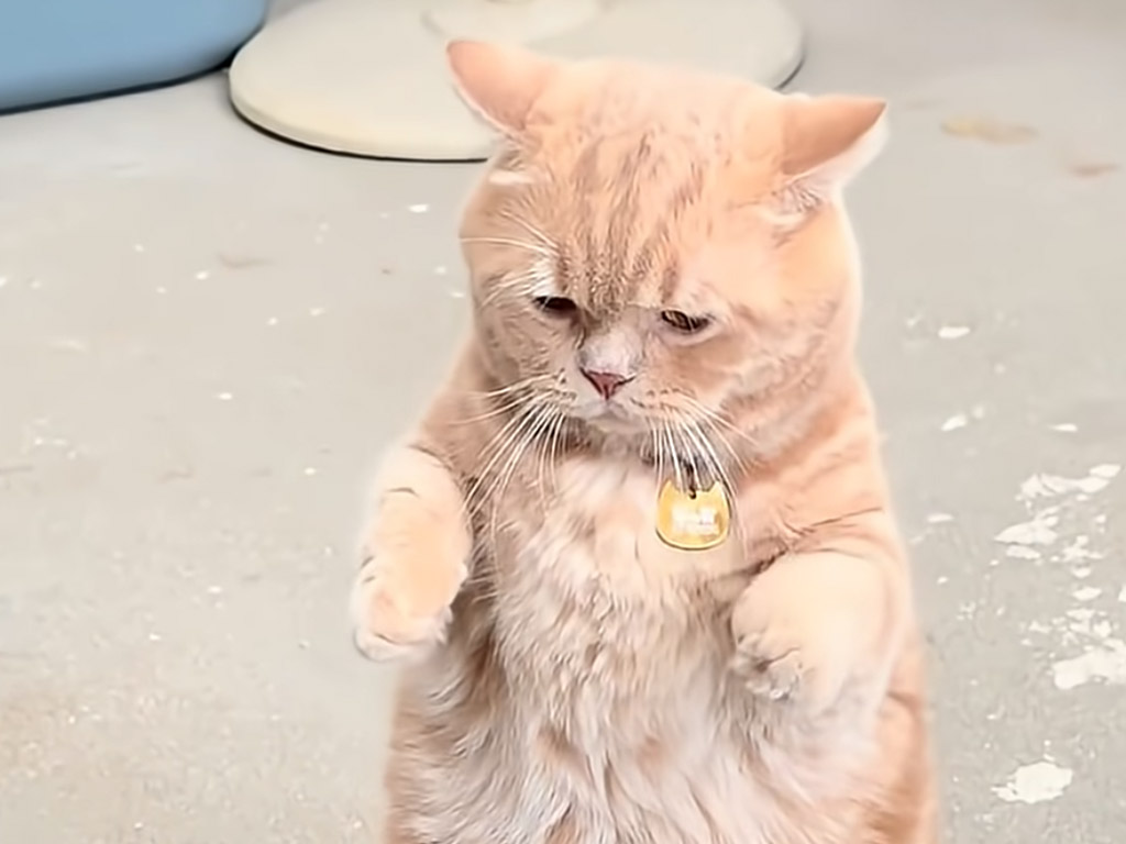 真剣勝負開始！ 立ち上がって構える猫VS長い手足でパンチする猫