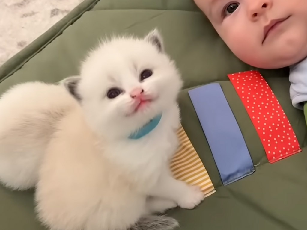 「ボクたち友達だよ！」赤ちゃんと子猫が並んで過ごす姿が微笑ましすぎる
