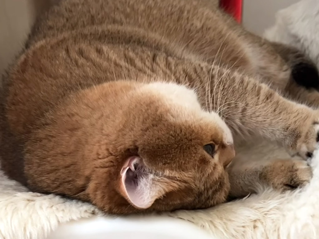無心でクッションを「ふみふみ」 揉み続ける猫さんの癒し行動に心がとろける