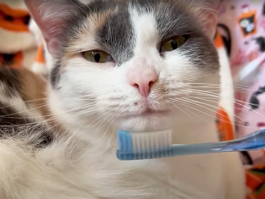 「そこそこ！」と顔を傾ける三毛猫さん、歯ブラシでのケアに癒されるひととき