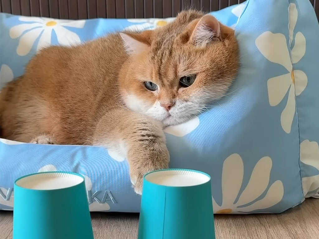 手品よりお昼寝優先？ 飼い主の熱演をマイペースに見守る猫さん