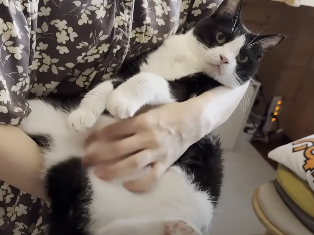 抱っこ嫌いだった猫さんが、保護から8年目でついに！