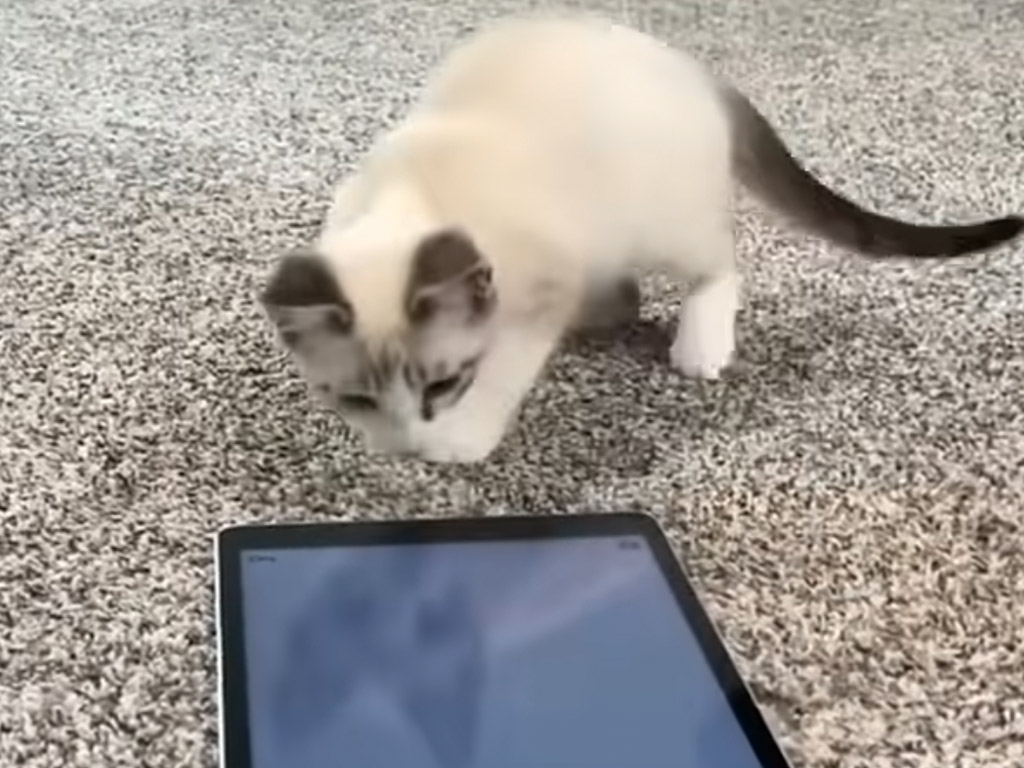 令和を生きる猫の新しい遊びスタイルがこちら。 プロゲーマーばりの集中力です！