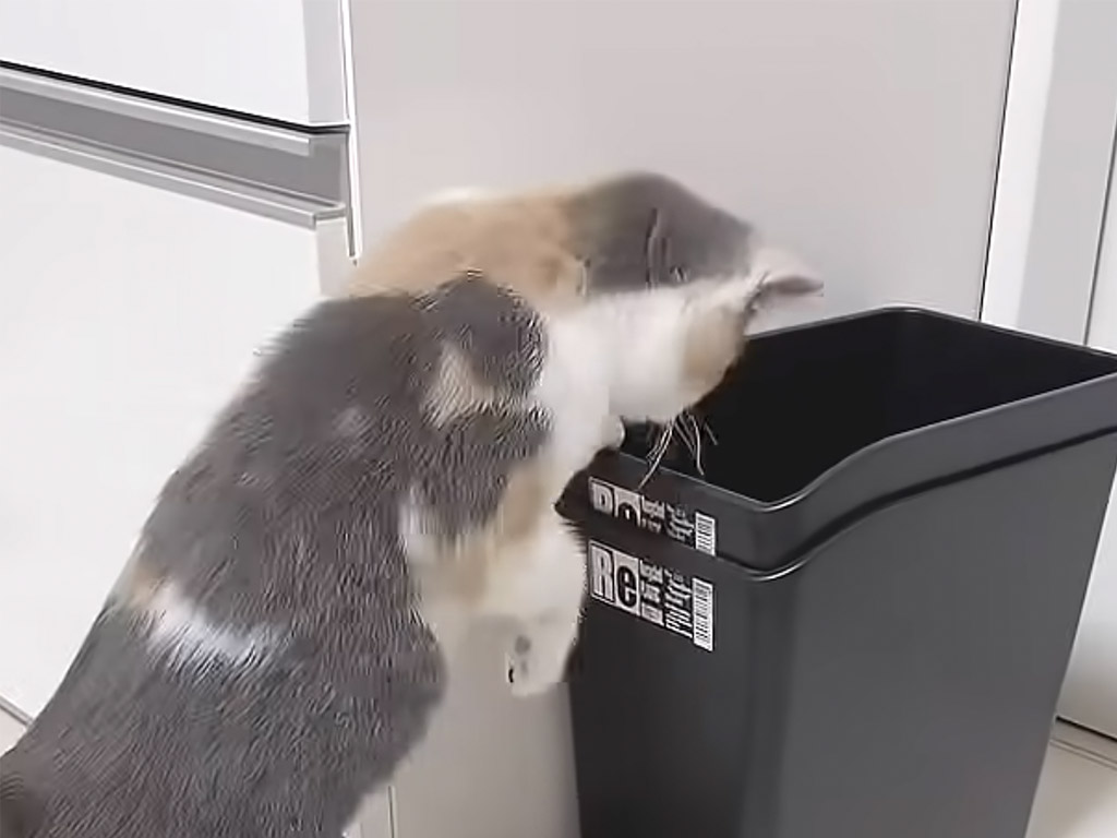 ゴミ箱が気になりすぎた子猫、飛び込んだ先でまさかの事態に大慌て！