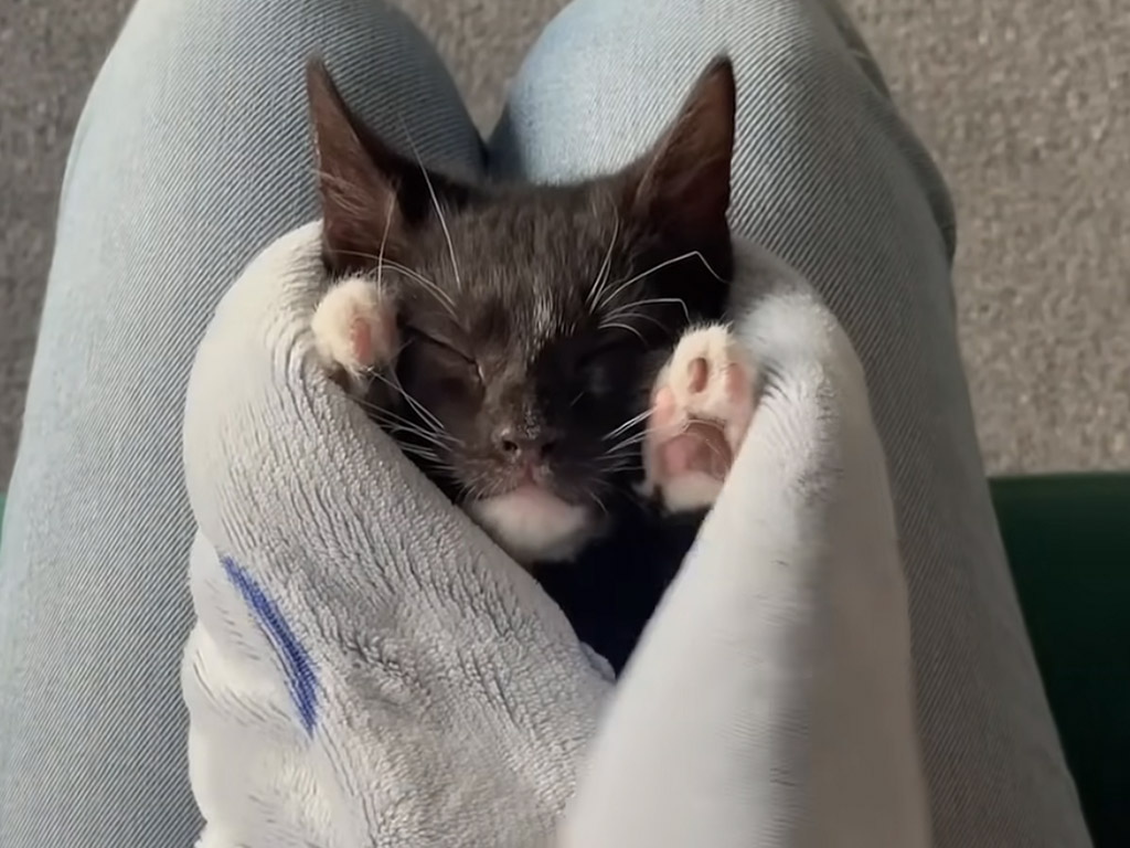 膝の上でぬくぬくしてからの“足の指ストレッチ”をする子猫が可愛すぎる