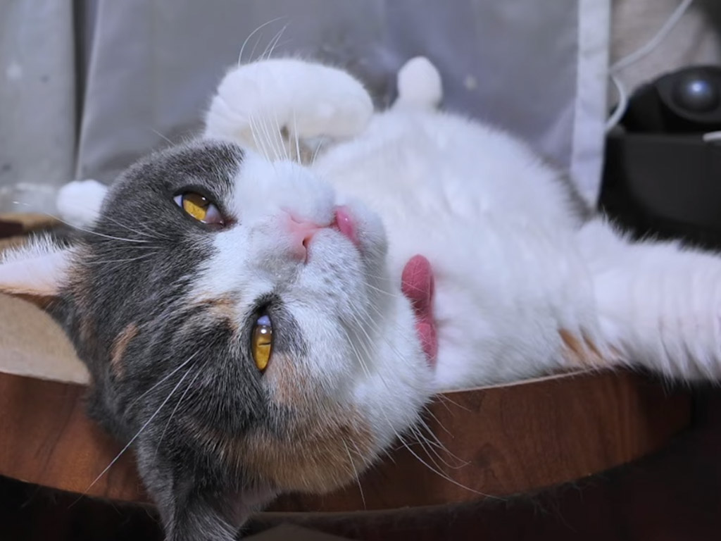 「あれ？お尻がハマって動けない」 脱力している三毛猫さんが可愛いすぎる！