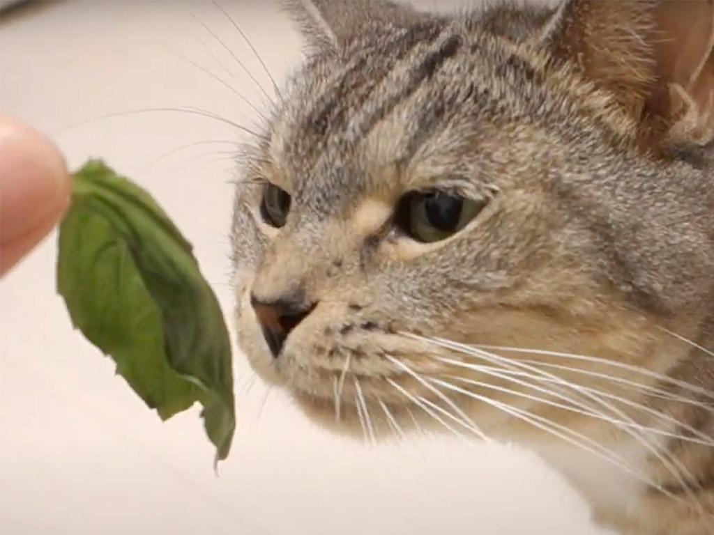 これはいったい何の匂い？ バジルの香りを何度も確かめる猫さん、最後はやっぱりハムッ！