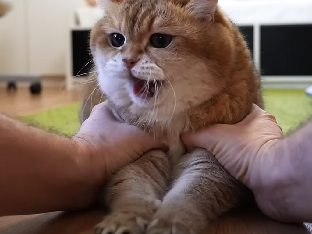 パパさんがお休みの日！ いつもより大はしゃぎな猫さんが可愛い