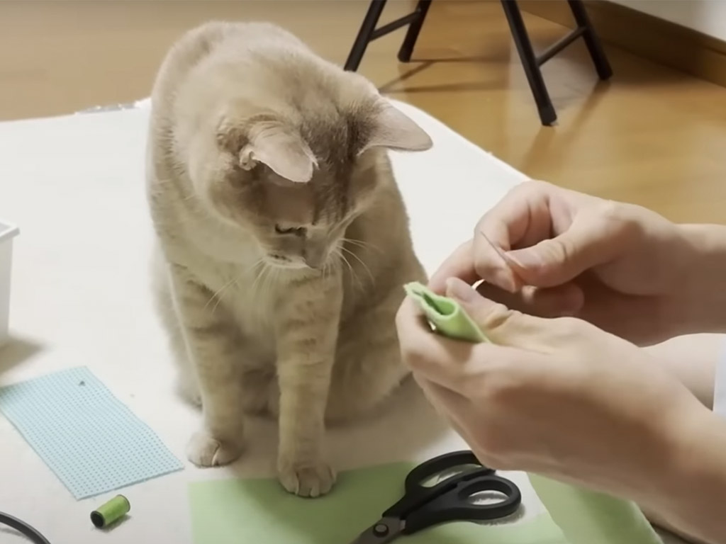 家庭科の宿題に全集中するお兄ちゃんを、となりで応援する猫さんが可愛すぎた