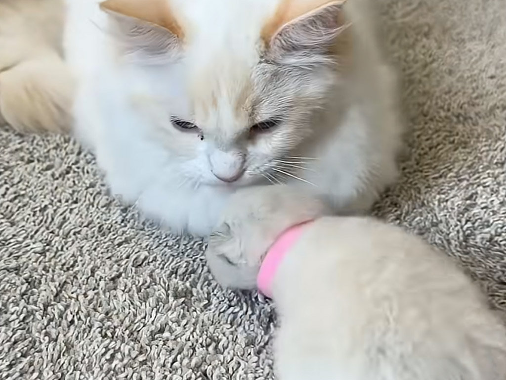 興味津々なのにビビりまくる！ 猫さんと子猫のはじめてのご対面