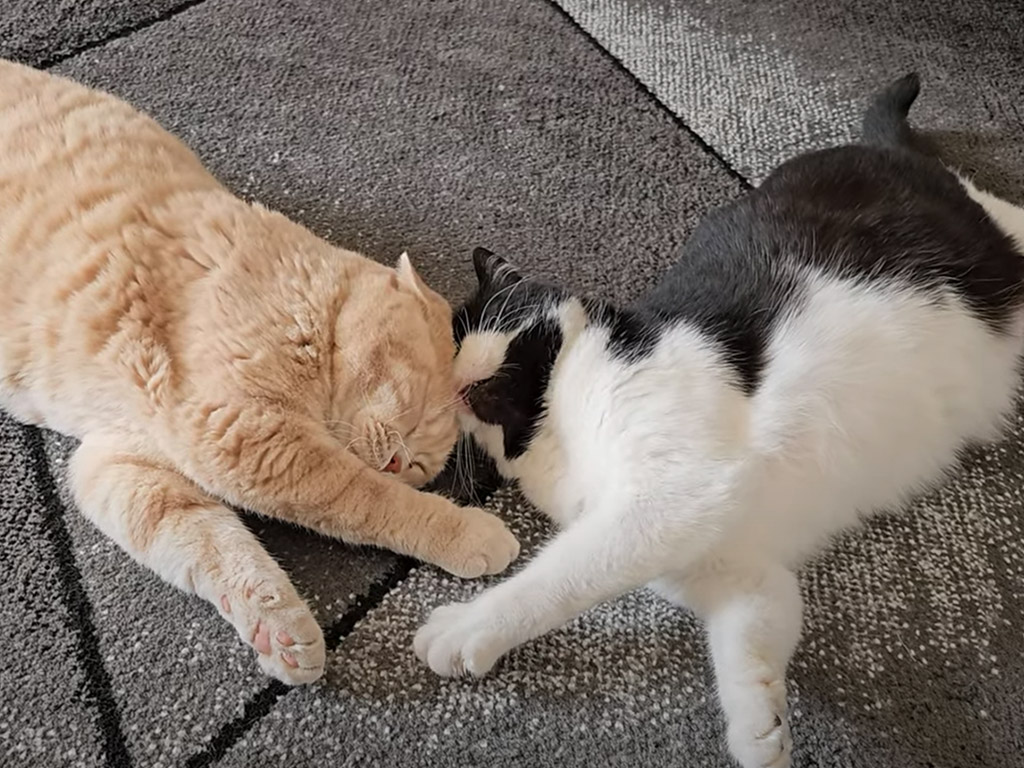 むにゃむにゃ挨拶から頭をごつん！ 白黒猫とブリショーのまったりゴロゴロ時間