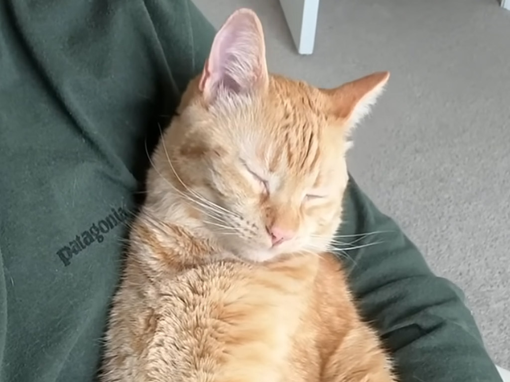 「今朝も大変だったにゃ」 飼い主を起こして暴れて抱っこで仮眠！ 猫さんの朝はとても忙しい