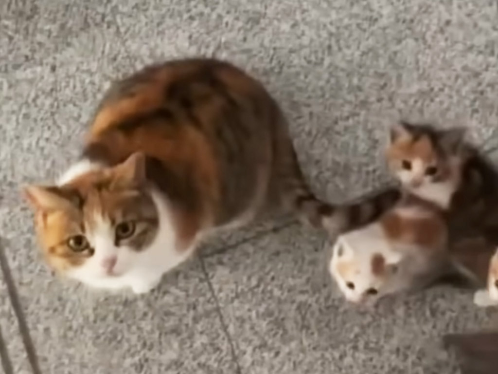 ご飯をあげていた野良猫が子猫を連れて現れた！ 尋ねて来た理由が泣ける…