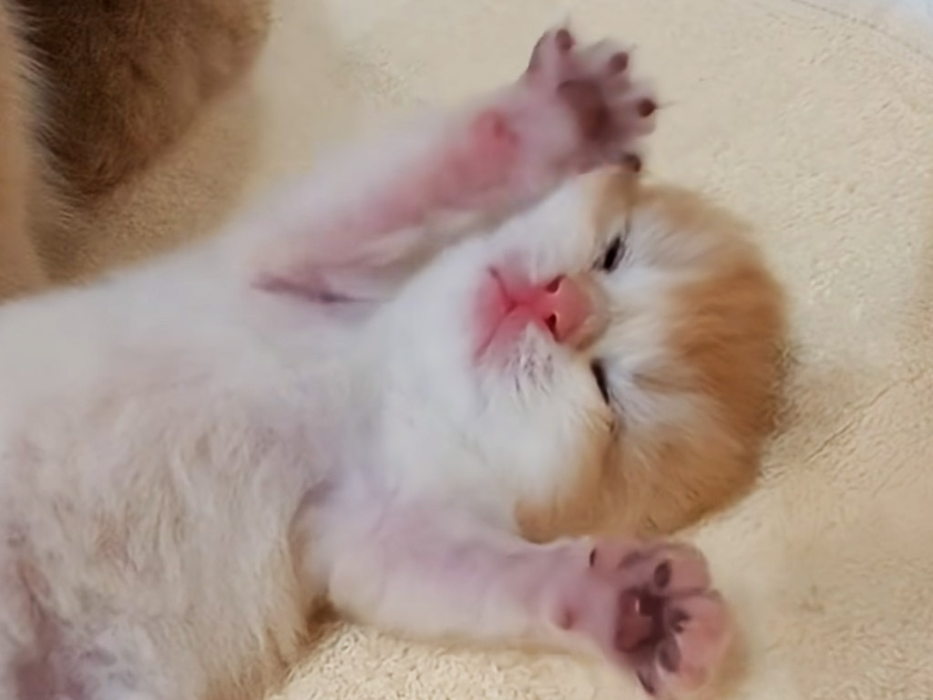 まだ夢の中にいる子猫さん、甘えたポーズをすると母猫さんが…