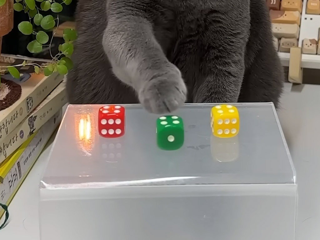 猫なのに色を識別！？ 迷わず正解を選ぶロシアンブルーさんの集中力