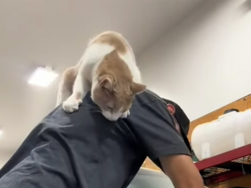 作業効率より幸福度アップ！ 大好きな人と絶対に離れたく無い猫さん