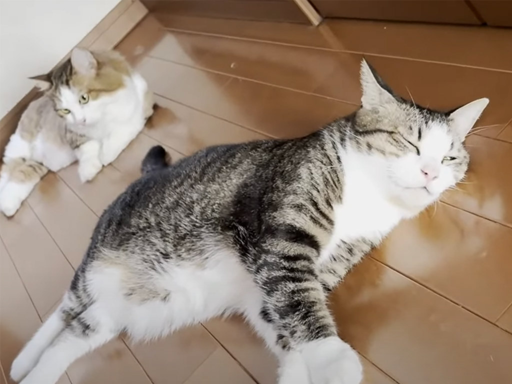 猛暑に溶けて転がる猫たち、廊下で自由に眠る姿に癒される