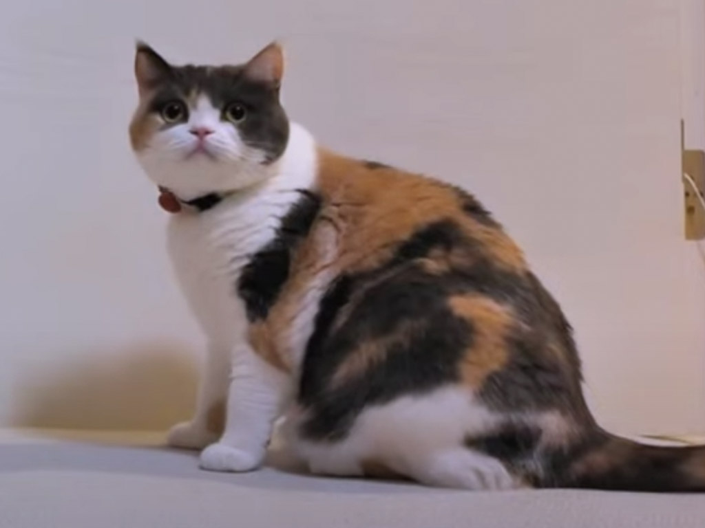 やんのかステップで威嚇するはずが… 可愛さしかない三毛猫さんの姿が最高！