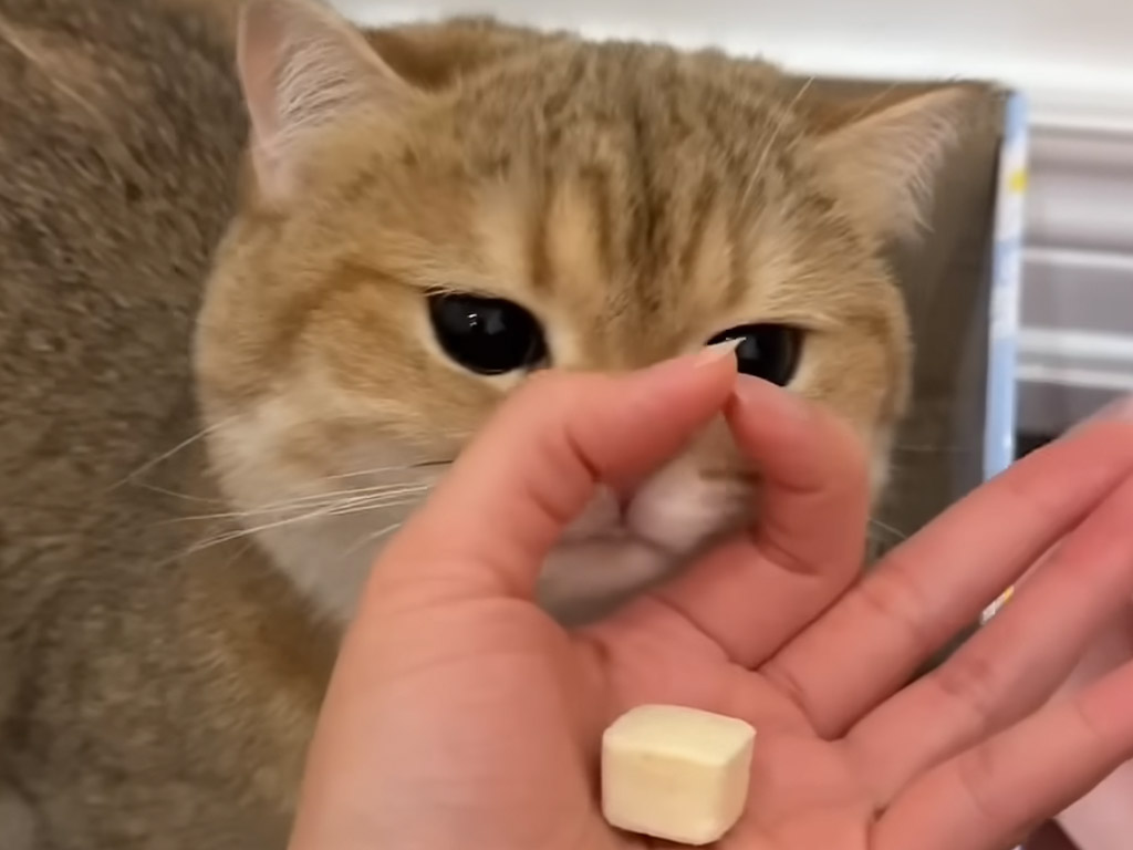 おやつは見えてるのに届かない!? 猫さんがIQテストにチャレンジ！