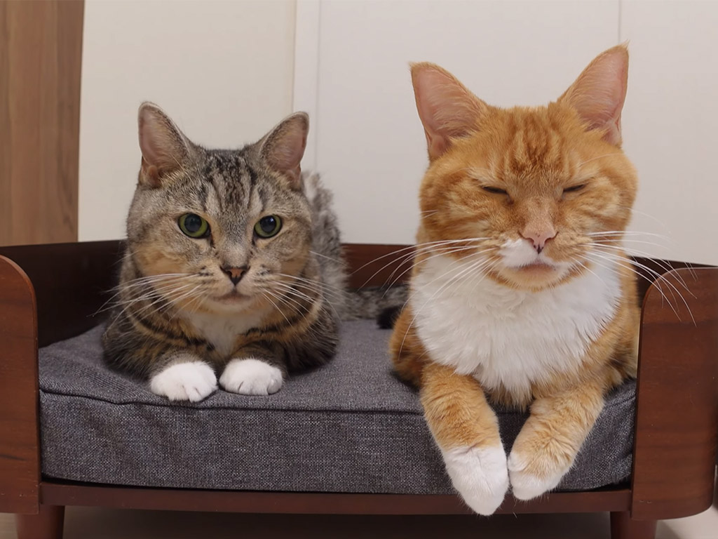 退院祝いに贈られたソファでゆったり、猫さん姉妹が見せた仲良しな時間に癒される