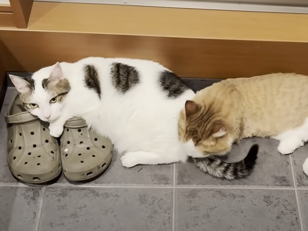 玄関の土間が猫さんたちの溜まり場に、ゴロンとだらけたりポーズを決めたり個性が全開！
