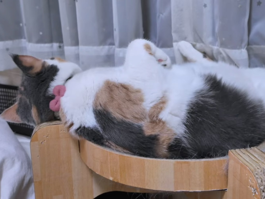 へそ天で眠っていた猫さんが「シマシマの枕」を発見、リラックスする姿に癒される