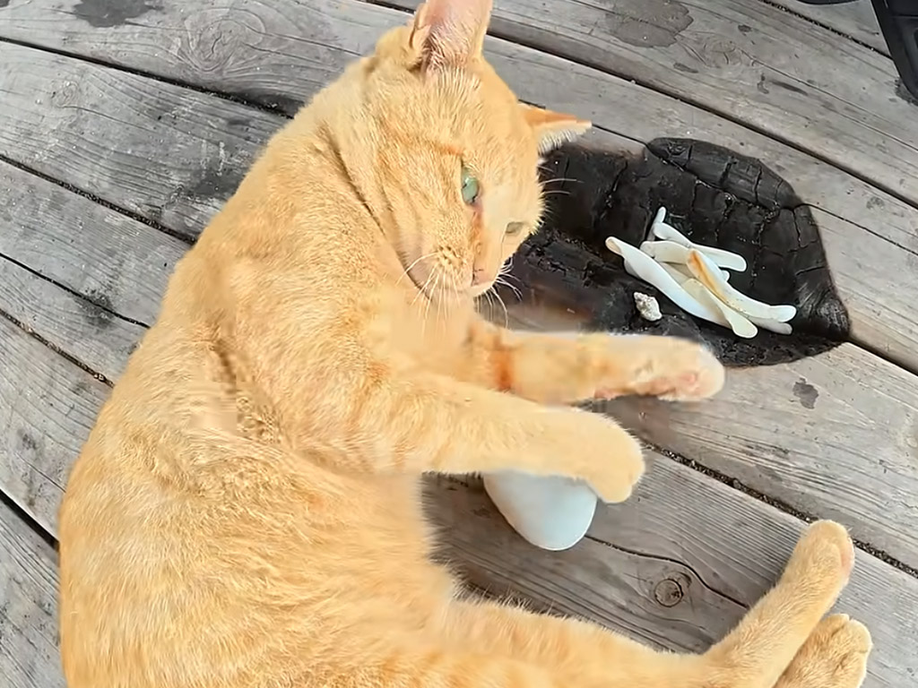 「これは渡さない！」お気に入りを守る茶トラ猫さんの必死な姿に思わず笑顔に
