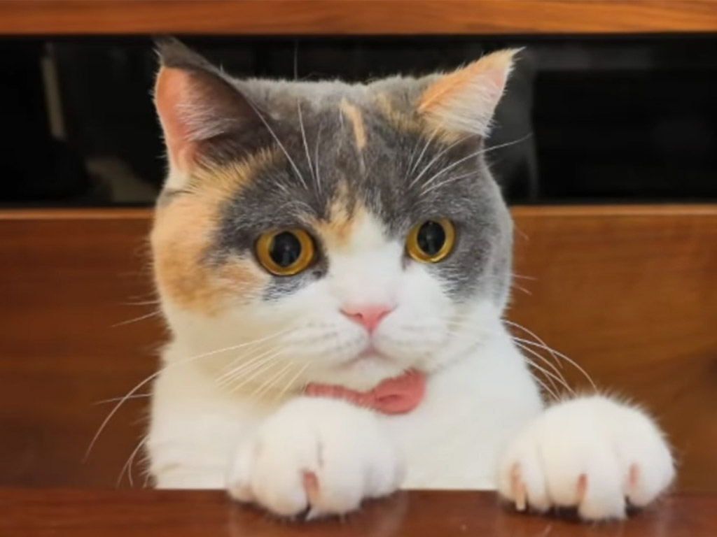 こっそりいたずらのつもり？堂々と猫パンチして「何もしてません」ととぼける三毛猫さん