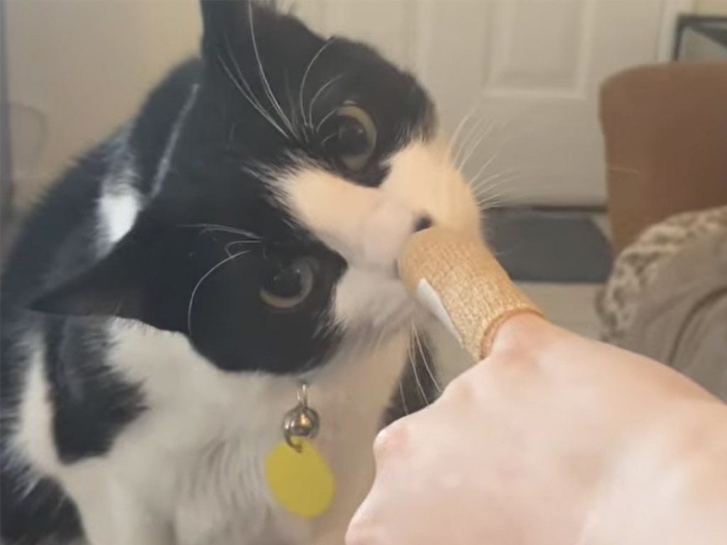 飼い主の怪我を心配してる？ 包帯をチェックした猫さん、まさかの反応に爆笑！
