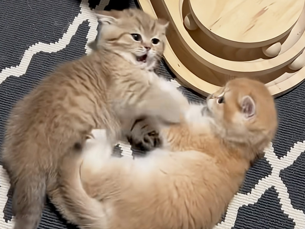 全力で威嚇するけど怖くない！ 子猫たちの無邪気で可愛いボクシングごっこ