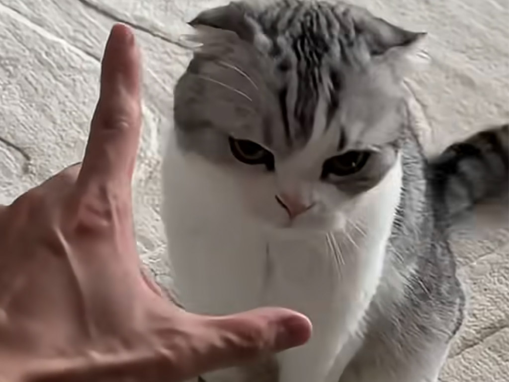 スコティッシュフォールドの猫さん、指で伝えられた「LOVE」に可愛い反応でお返事