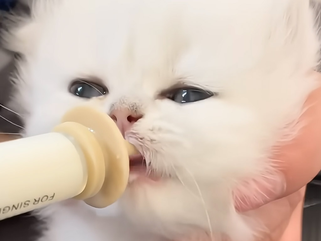 ゴクゴク飲む姿がたまらない♡ ミルクに夢中になっている子猫さんに癒される