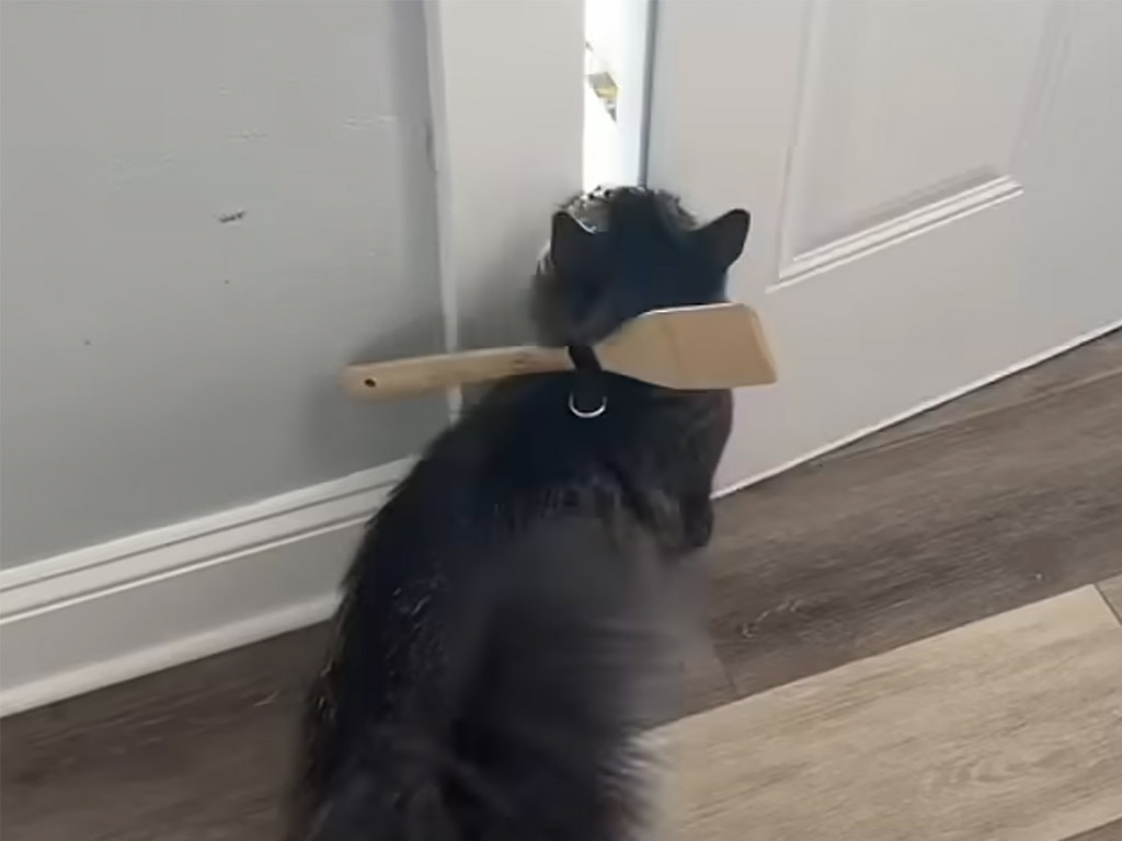 新しいおしゃれ？ 猫さんが「しゃもじ」を背負っている理由にびっくり！