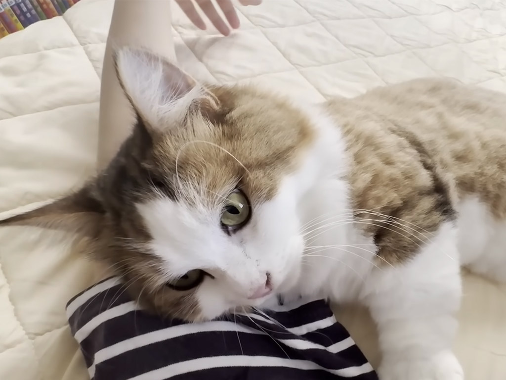 腕枕を「させてあげる」猫さん、甘えん坊な仕草が可愛らしいベッドでのひととき