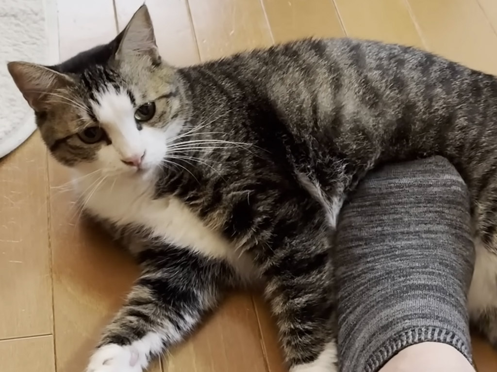 「後ろ足でなでるなんて失礼！」お父さんへの愛とこだわりを見せる猫さん