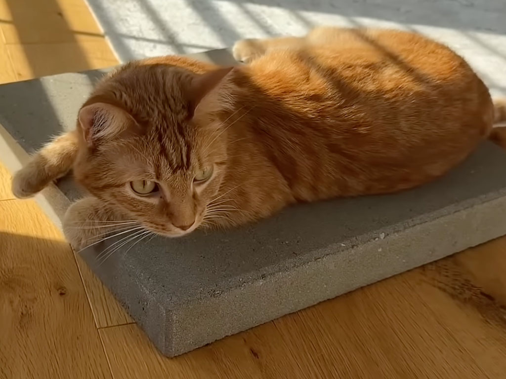 お外の日向ぼっこ気分をおうちで再現！ 専用ブロックでご満悦な茶トラさん