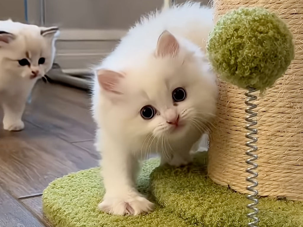 威嚇どころか癒し全開「ボク強いんだぞ！」ぴょんぴょん跳ねる子猫の元気がかわいすぎる