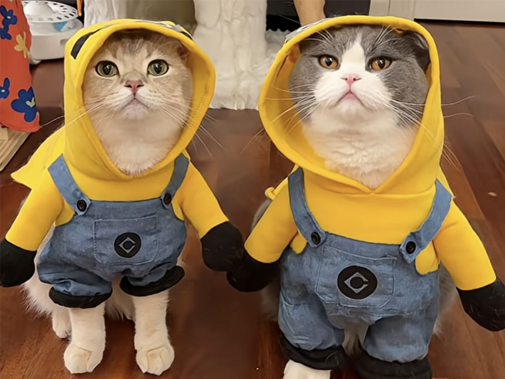 カフェでも人気者! 黄色コスチュームの猫が可愛すぎる