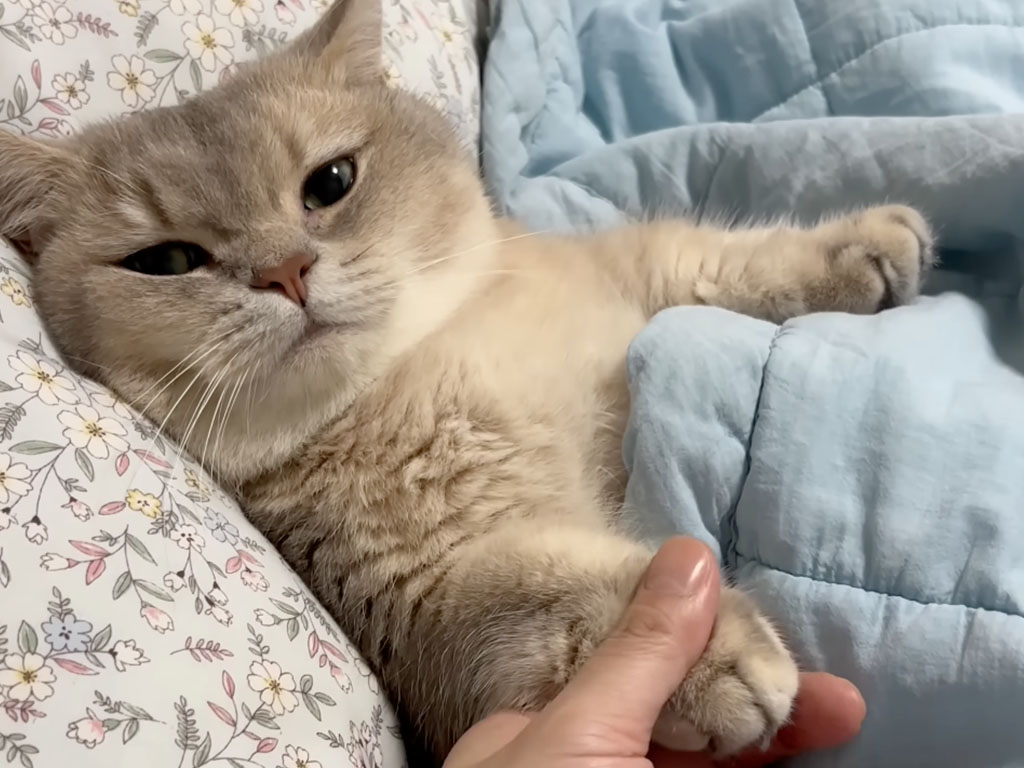 「眠るまでそばにいて、手は離さないでね？」猫さんのいじらしいお願いが尊い！