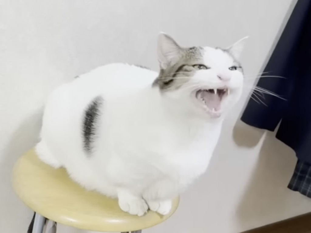 飼い主さんとのおしゃべりが止まらない! “にゃーう”で会話する猫さん