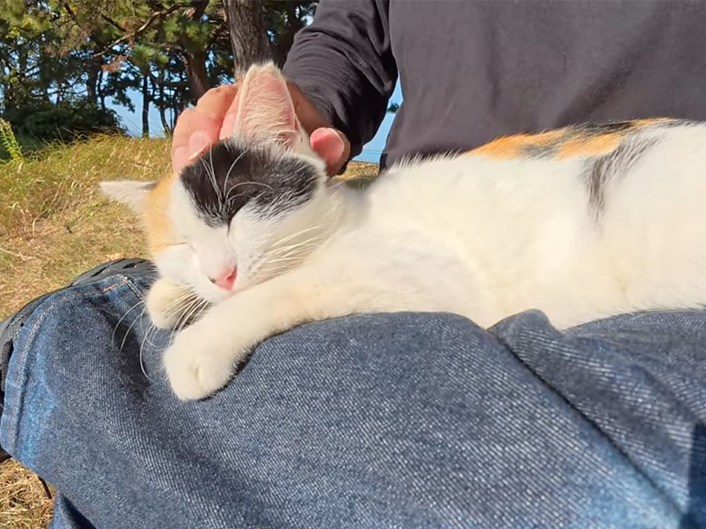 「ここ、いい場所ね」人間のひざの上をくつろぎスポットにした三毛猫さん