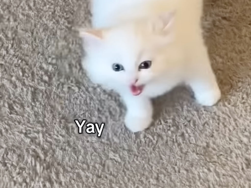 呼びかけに元気な返事! 子猫の“イェーイ”が部屋いっぱいに響く